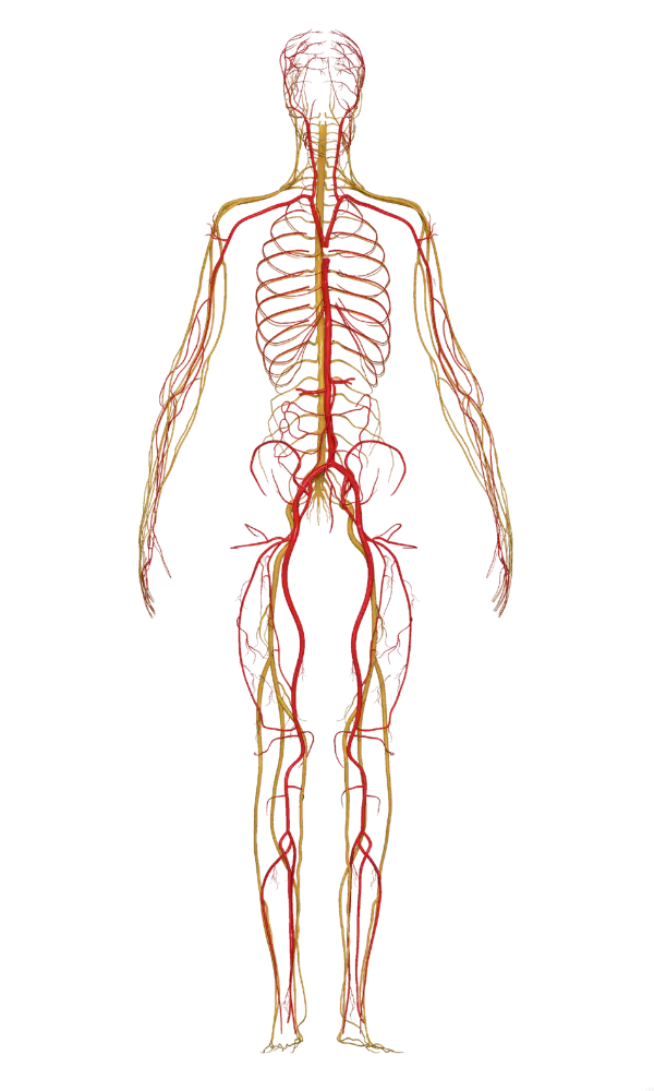  nu nerve nerve supplement